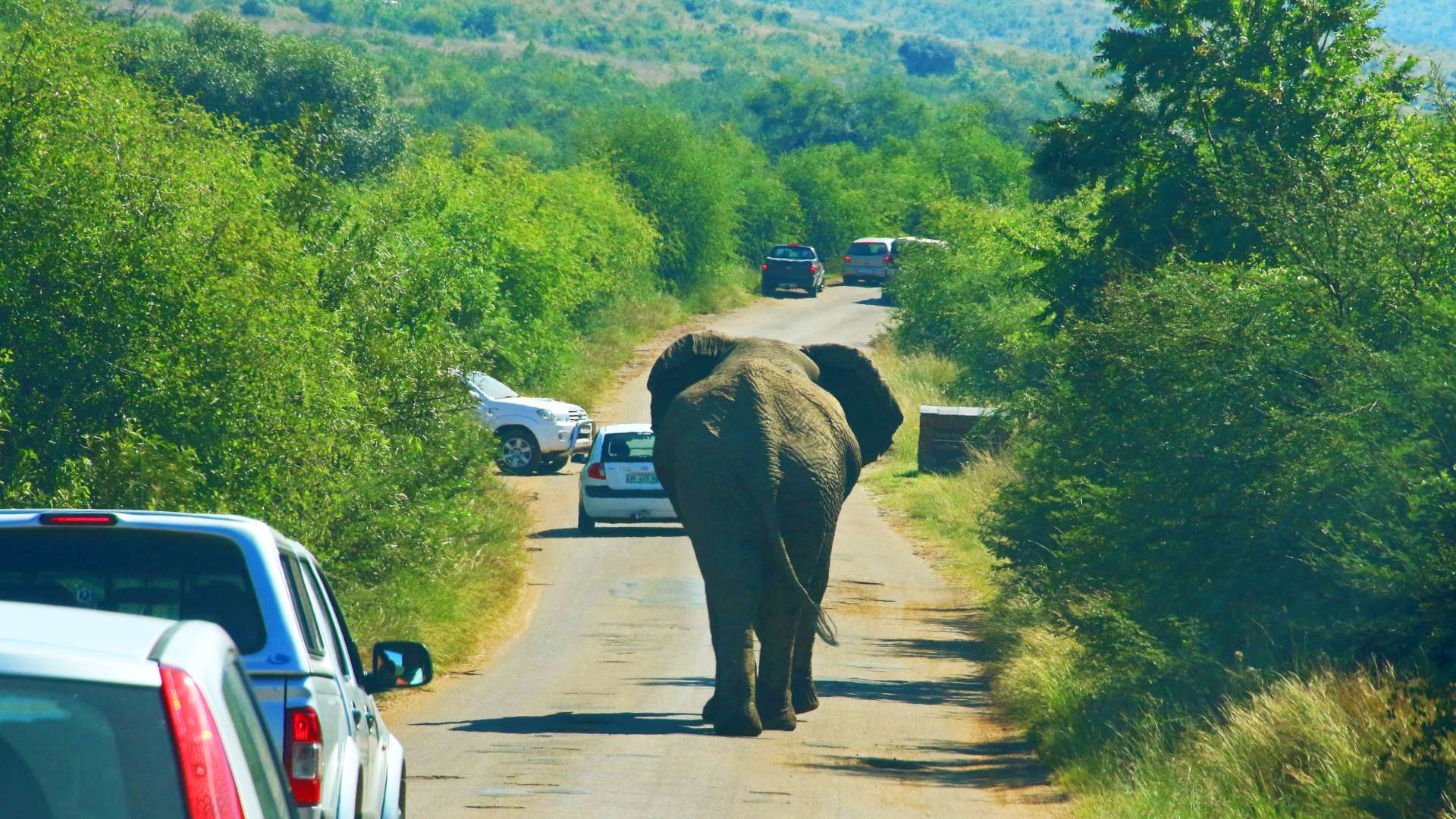 Photography of Elephant On Road -  Magda Ehlers (pexels.com)